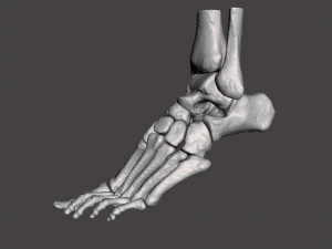left foot - male 3D Model