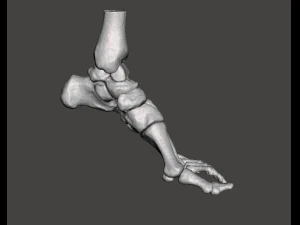 left foot - male 3D Model