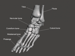 left foot - male 3D Модель
