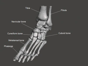 left foot - male 3D Model