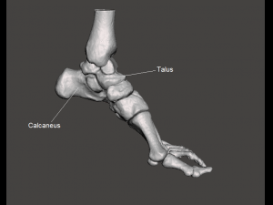 left foot - male 3D Модель