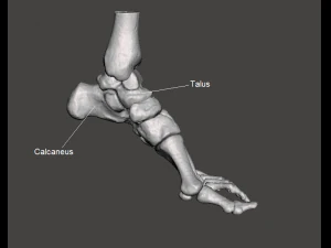 left foot - male 3D Model