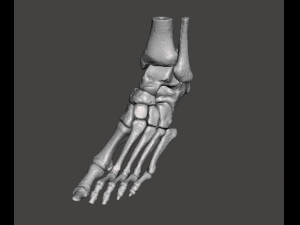 left foot - male 3D Модель