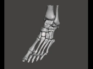 left foot - male 3D Model