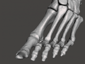 left foot - male 3D Модель