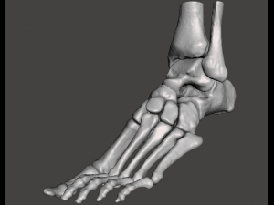 left foot - male 3D Модель