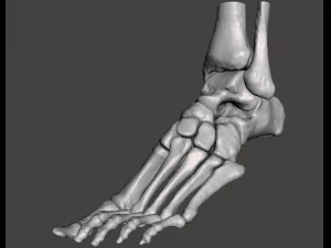 left foot - male 3D Model