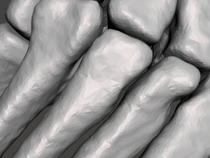 left foot - male 3D Model