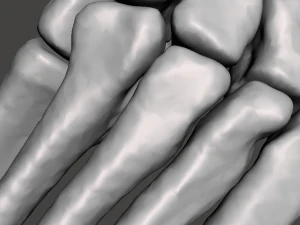 left foot - male 3D Model