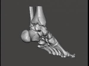 left foot - male 3D Модель