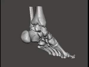 left foot - male 3D Model