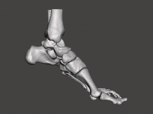 left foot - male 3D Модель