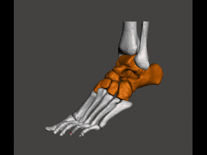 left foot - male 3D Модель