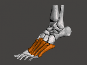 left foot - male 3D Модель