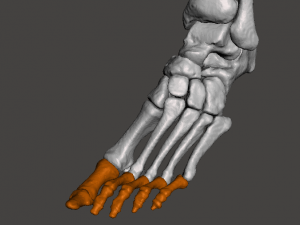 left foot - male 3D Модель