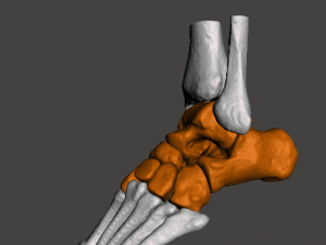 left foot - male 3D Модель
