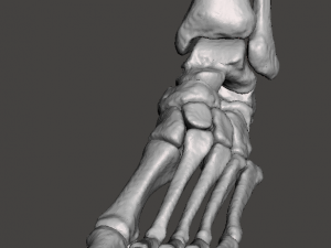 left foot - male 3D Модель