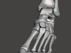 left foot - male 3D Model