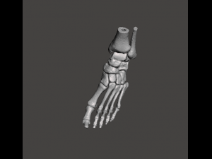 left foot - male 3D Модель