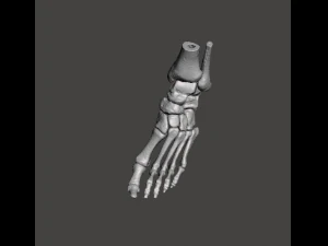 left foot - male 3D Model