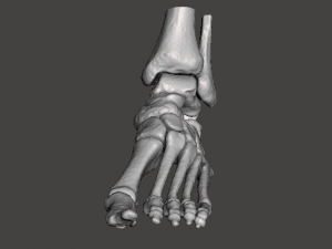 left foot - male 3D Модель