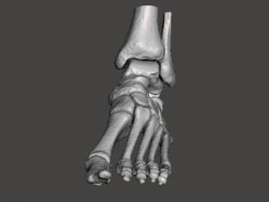 left foot - male 3D Model