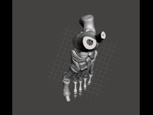 left foot - male 3D Model