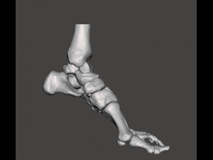 left foot - male 3D Модель
