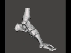 left foot - male 3D Model