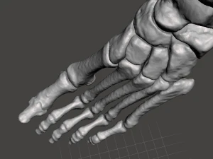 left foot - male 3D Model