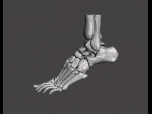 left foot - male 3D Модель