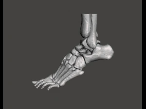 left foot - male 3D Model