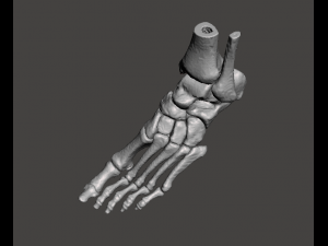 left foot - male 3D Модель