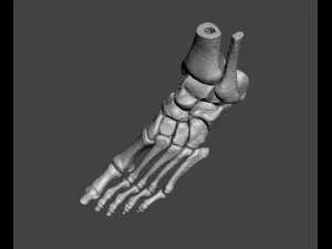 left foot - male 3D Model