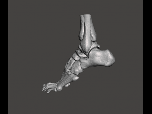 left foot - male 3D Модель