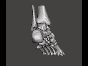 left foot - male 3D Model