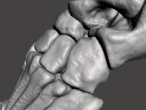 left foot - male 3D Модель