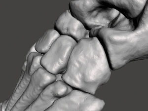 left foot - male 3D Model