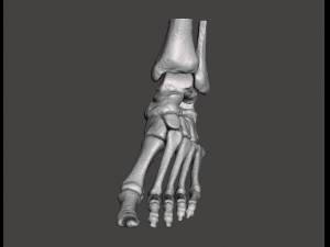 left foot - male 3D Модель