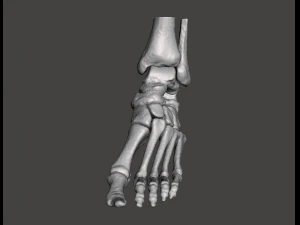 left foot - male 3D Model