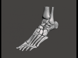 left foot - male 3D Модель