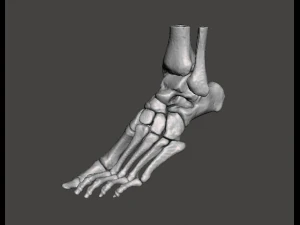 left foot - male 3D Model