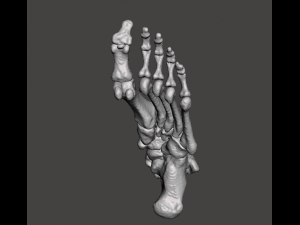 left foot - male 3D Модель
