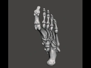 left foot - male 3D Model