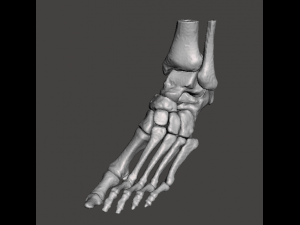 left foot - male 3D Модель