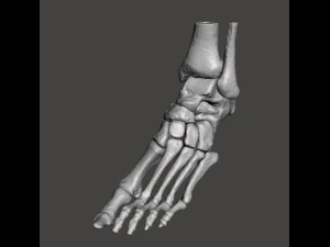 left foot - male 3D Model