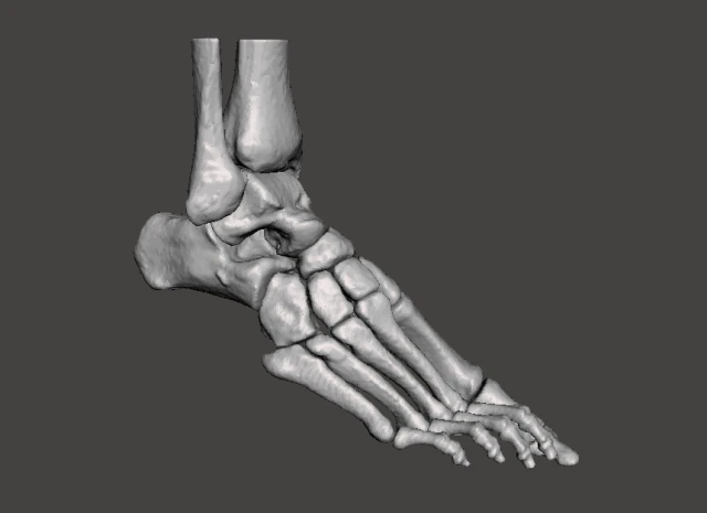 right foot - male 3D Model .c4d .max .obj .3ds .fbx .stl .blend