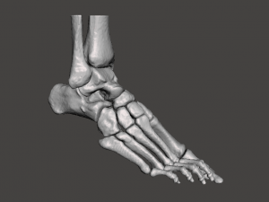 right foot - male 3D Model
