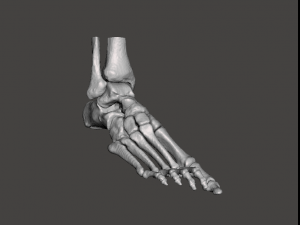 right foot - male 3D Модель