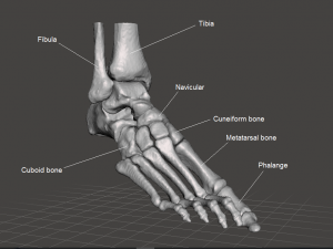right foot - male 3D Модель